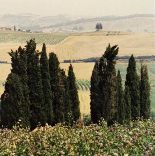 trees tuscany toscana italy italian fields landscapes green pastures scenes scenics