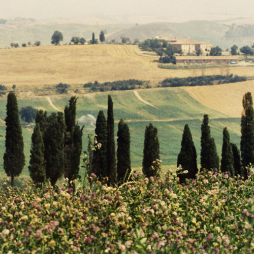 trees tuscany toscana italy italian landscapes fields green pastures scenes scenics