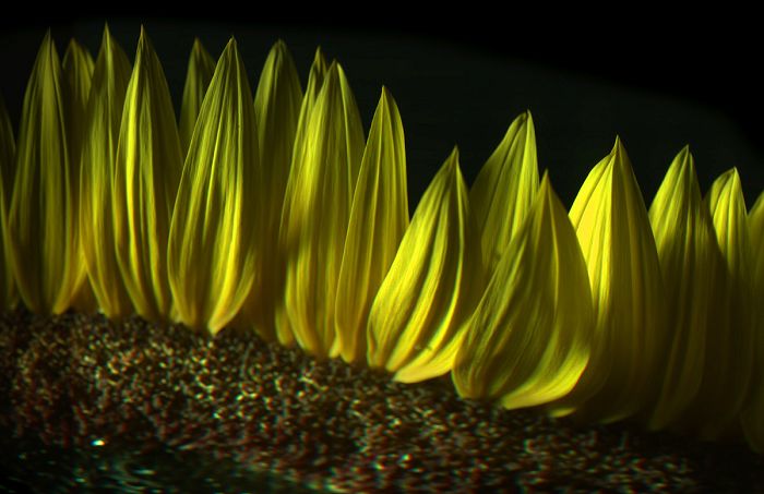 sunflower flower slitscan color floral design yellow petal brown sun bright green straight unfolding nature