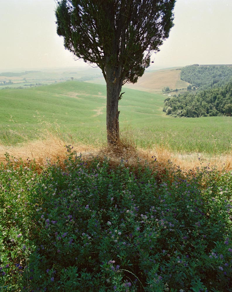 trees tuscany toscana fields landscapes green pastures italy italian scenes scenics