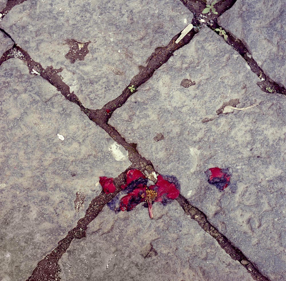 stones petals flowers red italy italian cracks pavement life