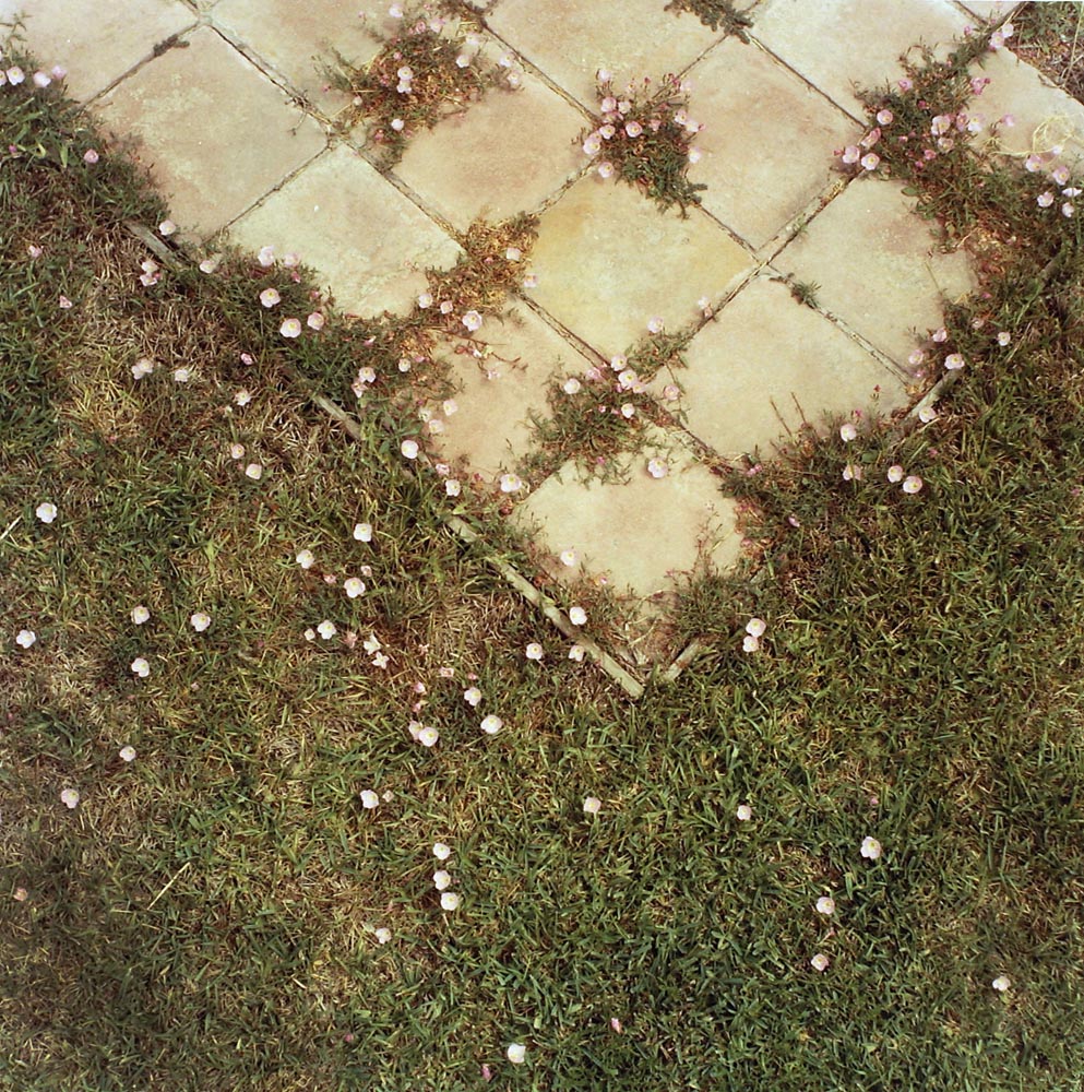 grass tiles yards patios stones diamond squares tan lawn green white grow nature formalism