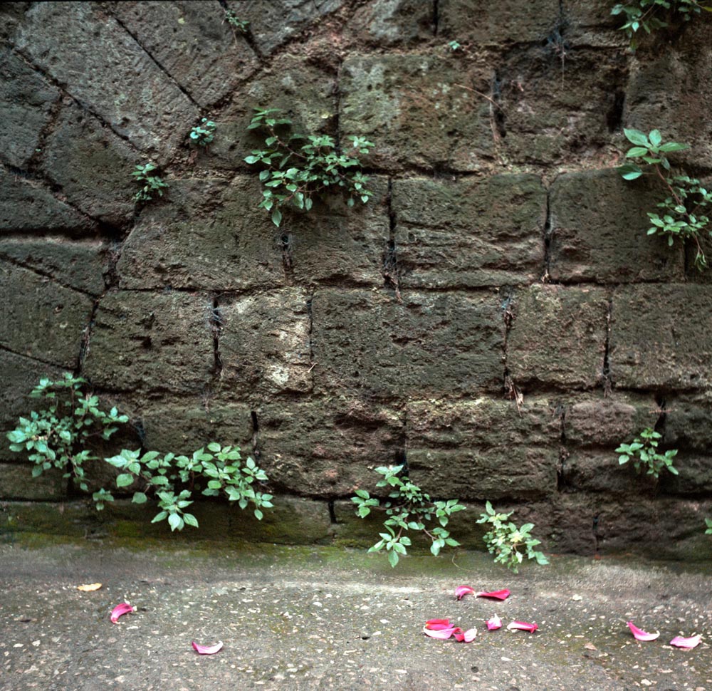 italy italian walls rocks stones flowers petals green pink pattern nature scenes of italy