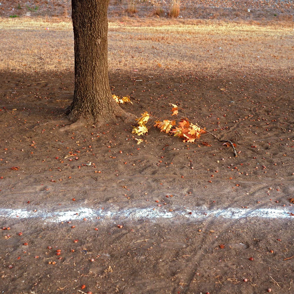 trees soccer fields stripes grass oaks acorns sand dirt south texas line chalk boundary bounds trunk leaves brown yellow white tan nature formalism wabi