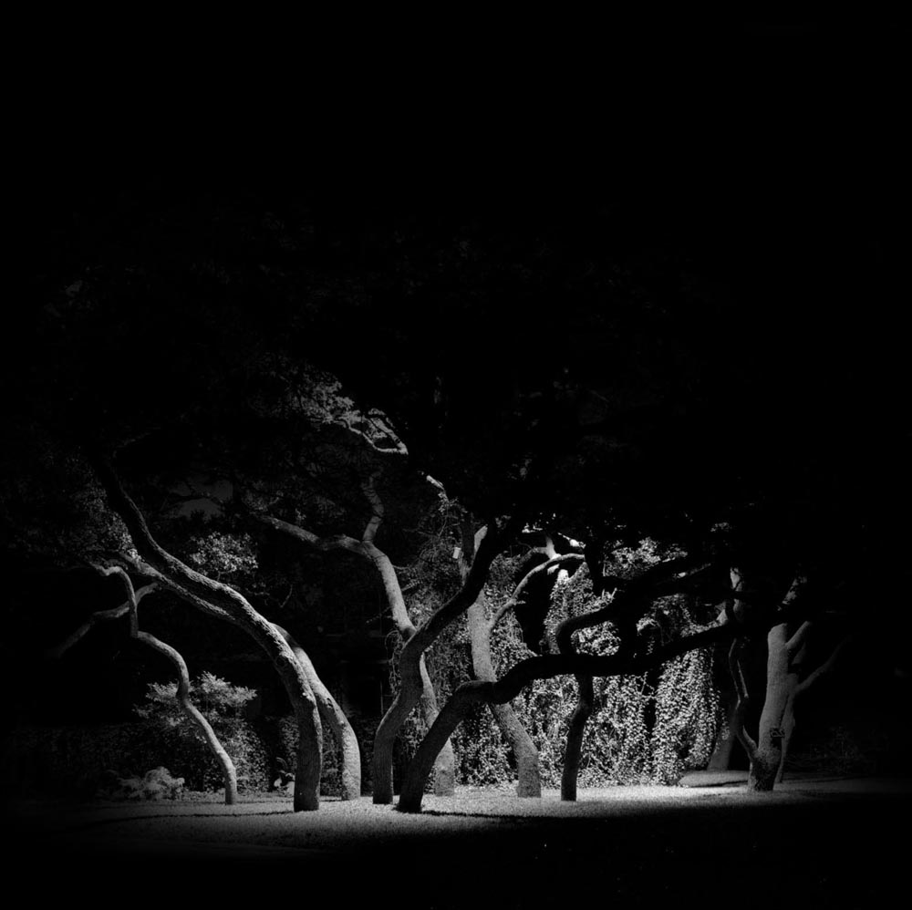 dark trees night forest tree ufo black and white oak trees basse light bark snake bend creepy gloomy winding leaves lawn yard gray grey nature scenes of south texas san antonio