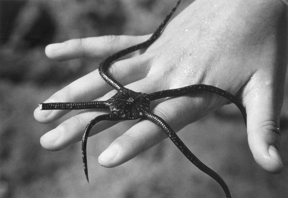 starfish hand five finger fingers 5 black and white thumb close gray grey broken scenes of italy fish ocean life nature
