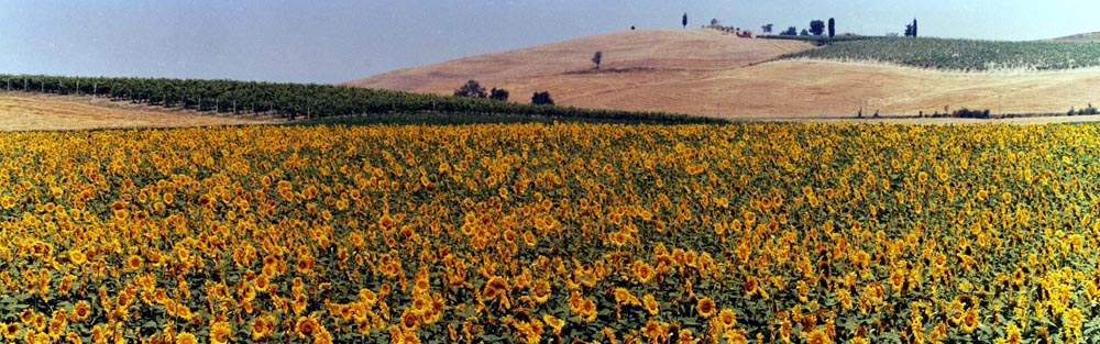 field sunflower flowers country landscape italy scenic hills trees yellow green tan brown earth blue
