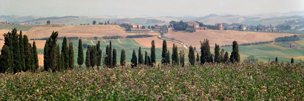 trees scenic landscape country field italy point ridge hill house road county farm white tan black flowers pink brown nature scenes